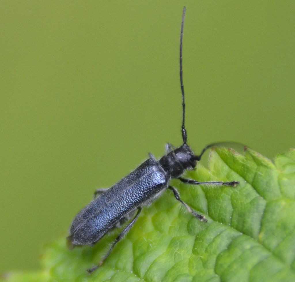 Cerambycidae: Stenostola dubia